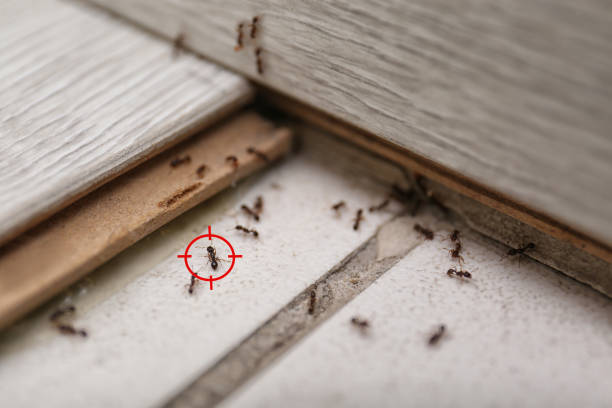Best Affordable Pest Control Services  in Shrub Oak, NY