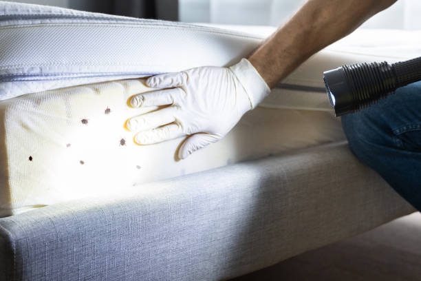 Wasp Removal Services in Shrub Oak, NY