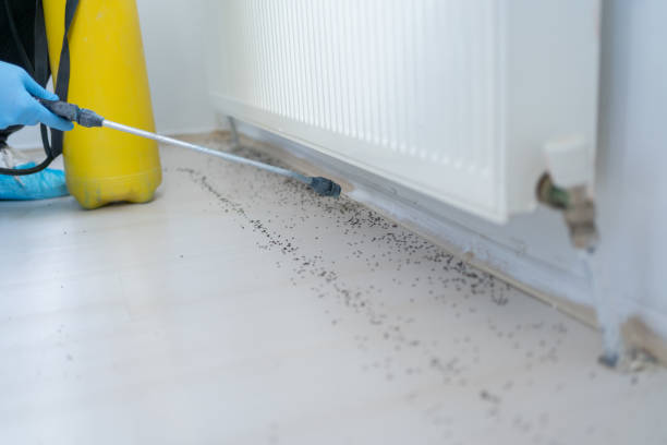 Best Affordable Pest Control Services  in Shrub Oak, NY